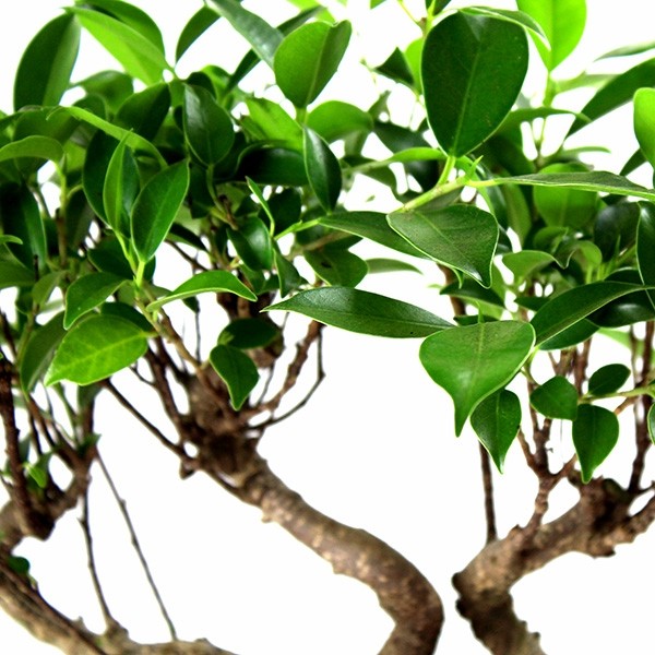 Ficus Boschetto M