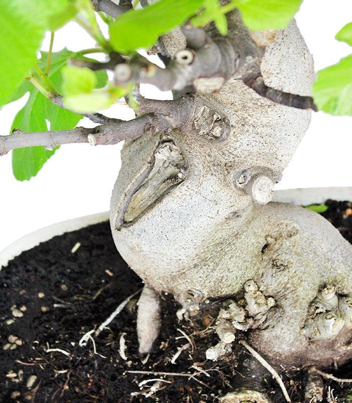 Ficus Carica (Fico) esemplare 27 anni