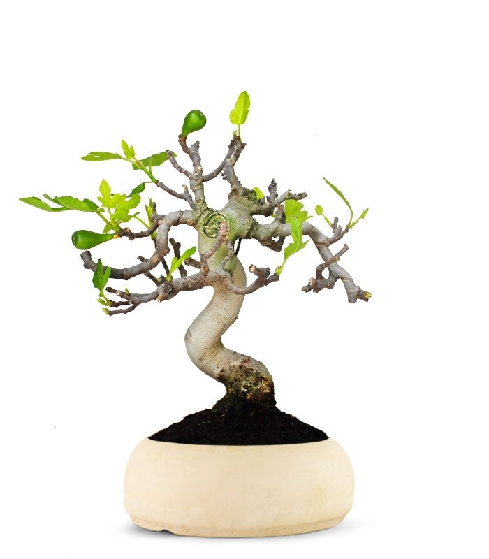 Ficus Carica Esemplare 1. 15 anni