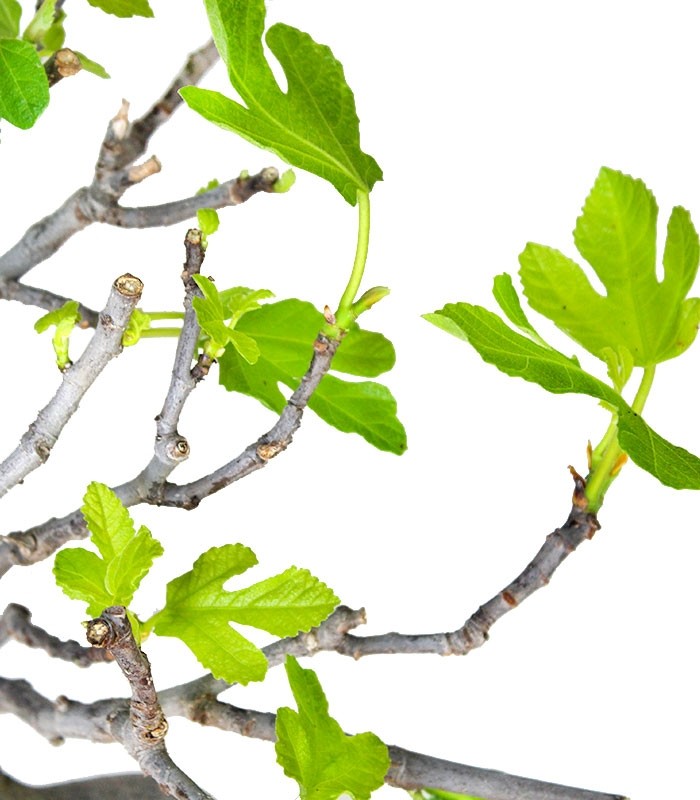 Ficus Carica Esemplare 2. 15 anni