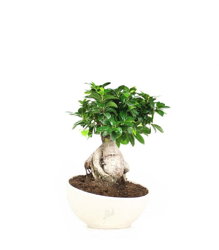 Ficus ginseng vaso ciotola in terracotta