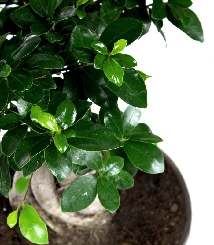 Ficus ginseng vaso ciotola in terracotta