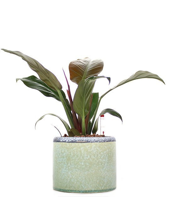 Filodendro imperial red idrocoltura