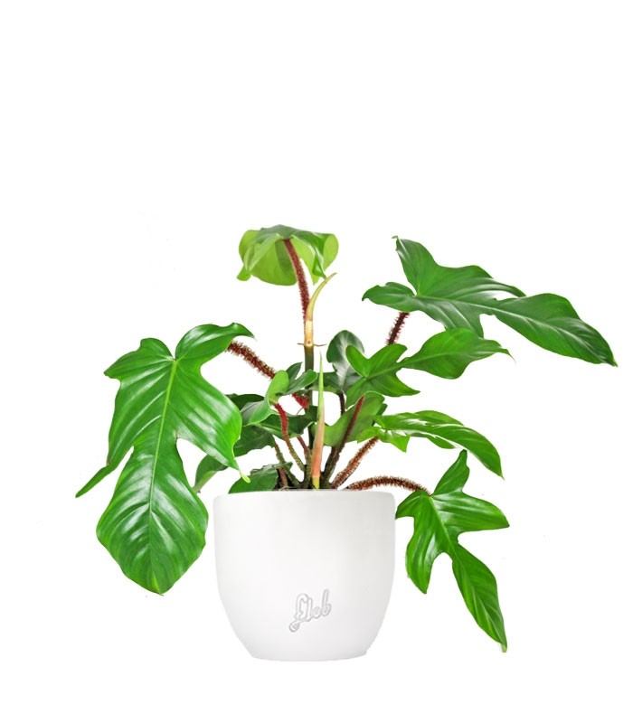 Filodendro squamiferum