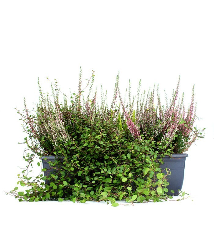 Fioriera Erica Calluna 40 cm
