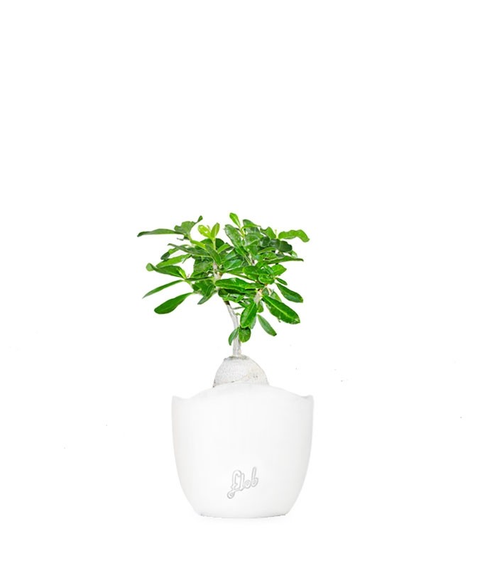 Fockea edulis