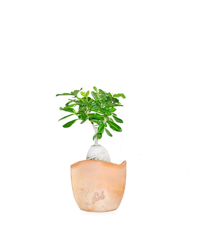 Fockea edulis