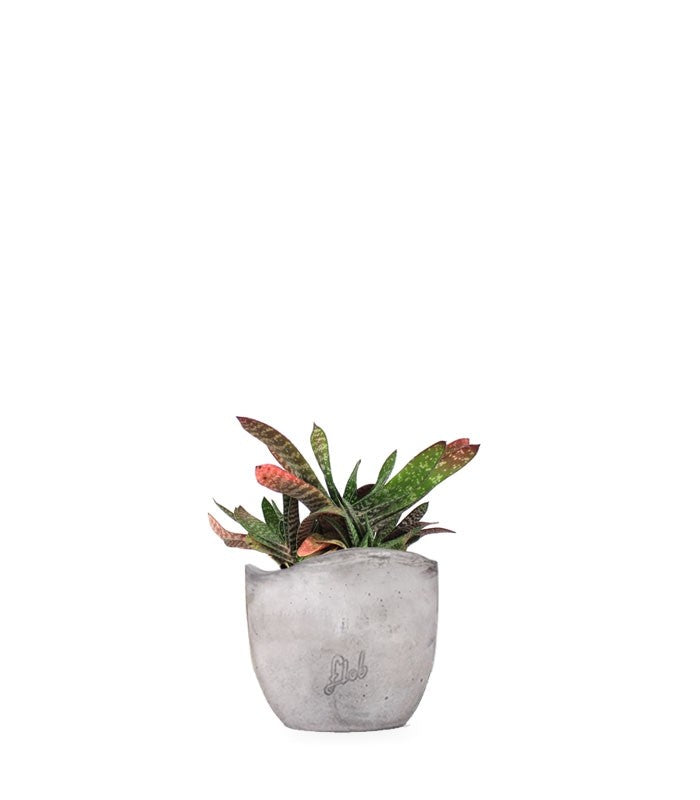 Gasteria bicolor