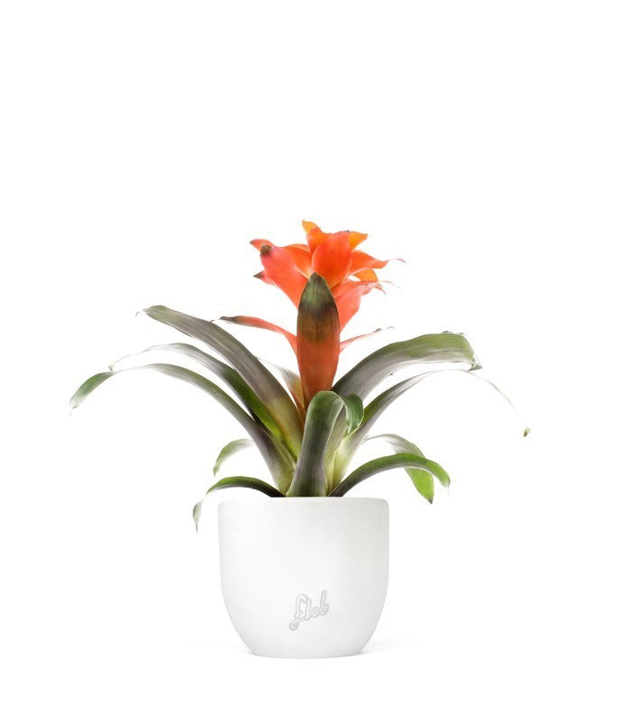 Guzmania Fiero Orange