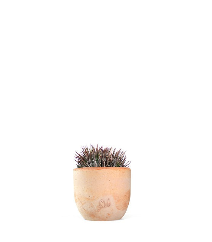 Haworthia fasciata