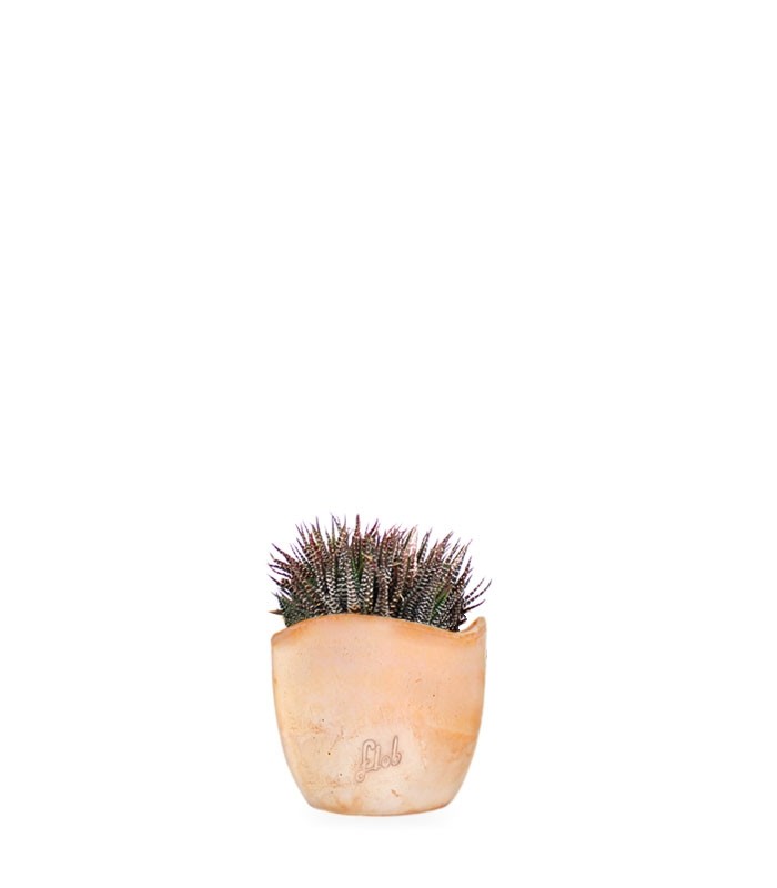 Haworthia fasciata