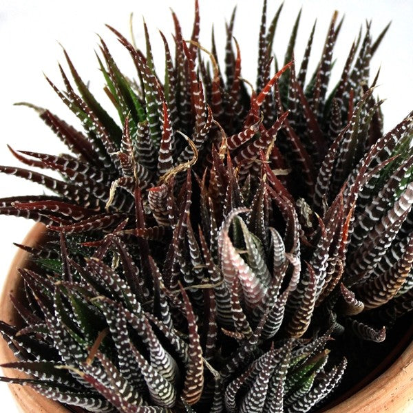 Haworthia fasciata