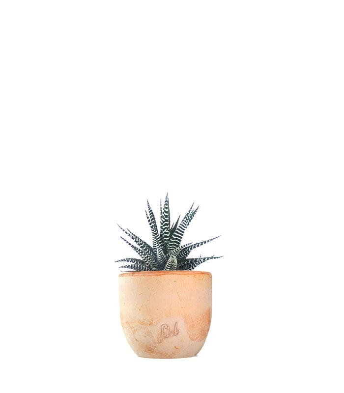 Haworthia fasciata zebra
