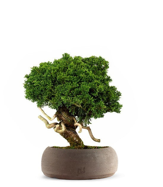 Juniperus chinensis Itoigawa