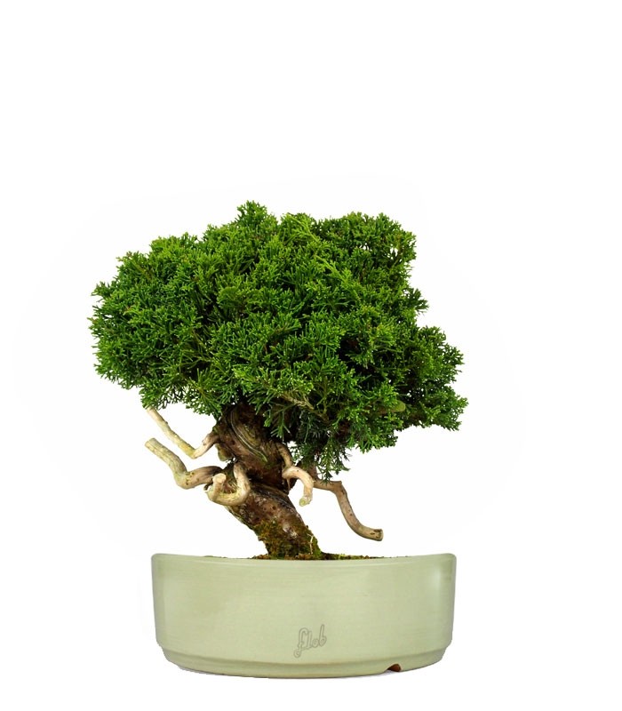 Juniperus chinensis Itoigawa