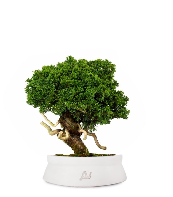 Juniperus chinensis Itoigawa