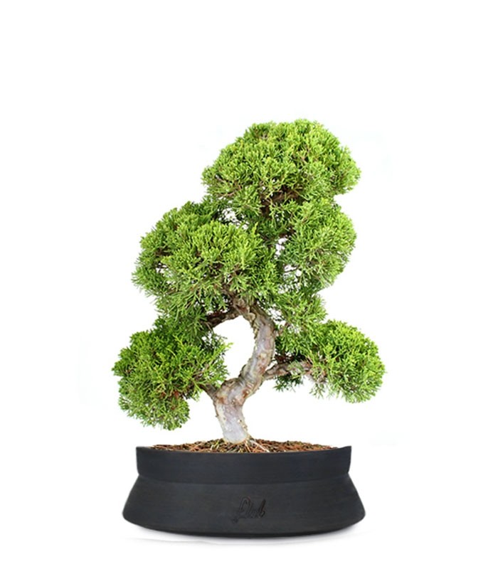 Juniperus chinensis Itoigawa L