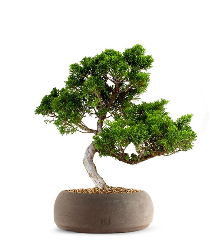 Juniperus chinensis Itoigawa M