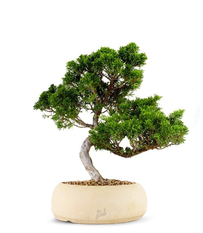 Juniperus chinensis Itoigawa M