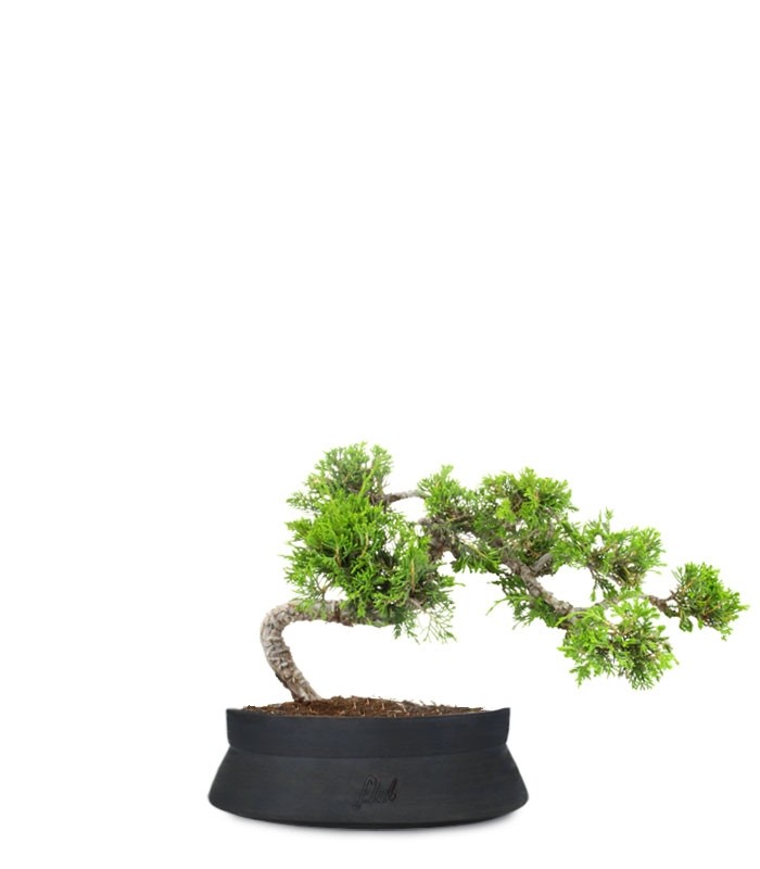 Juniperus Itoigawa semi cascata