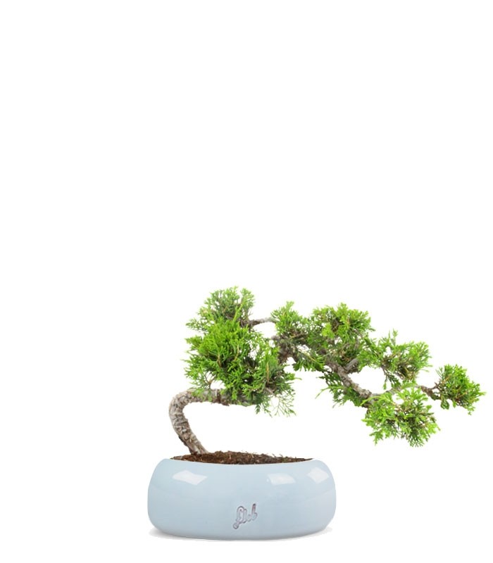 Juniperus Itoigawa semi cascata