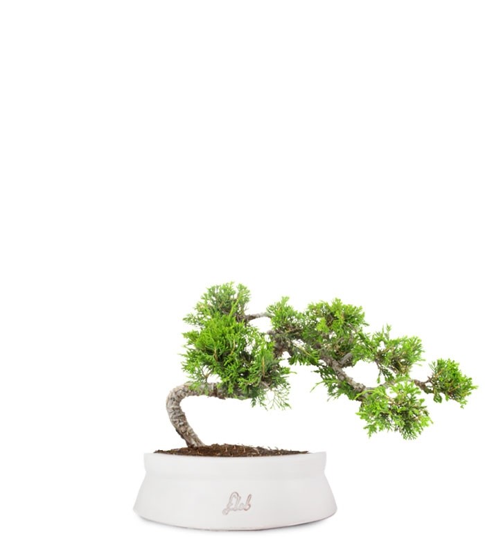Juniperus Itoigawa semi cascata