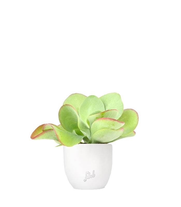 Kalanchoe Thyrsiflora