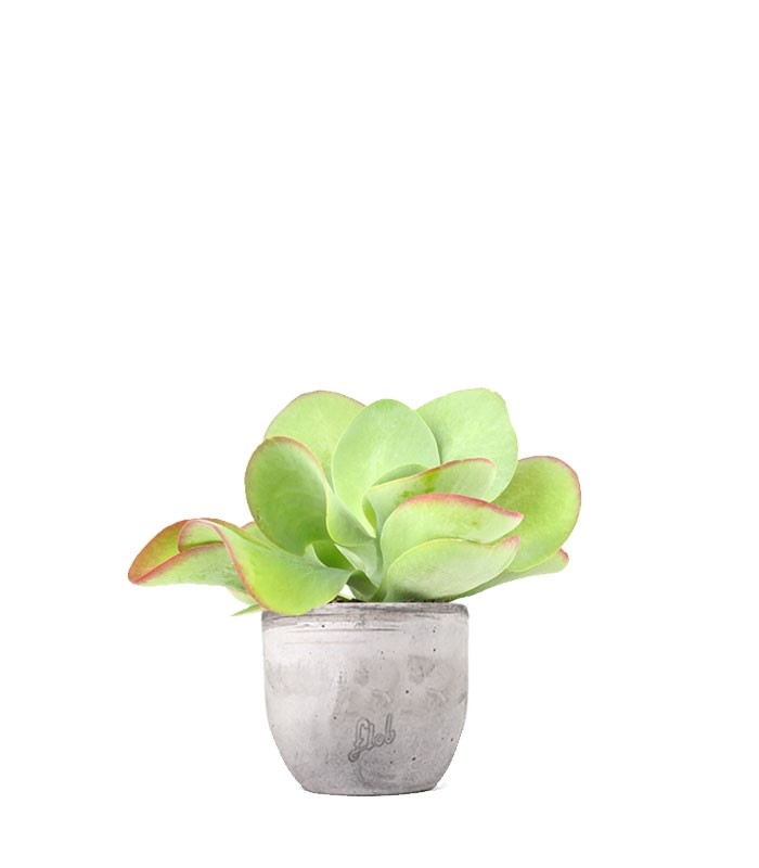 Kalanchoe Thyrsiflora