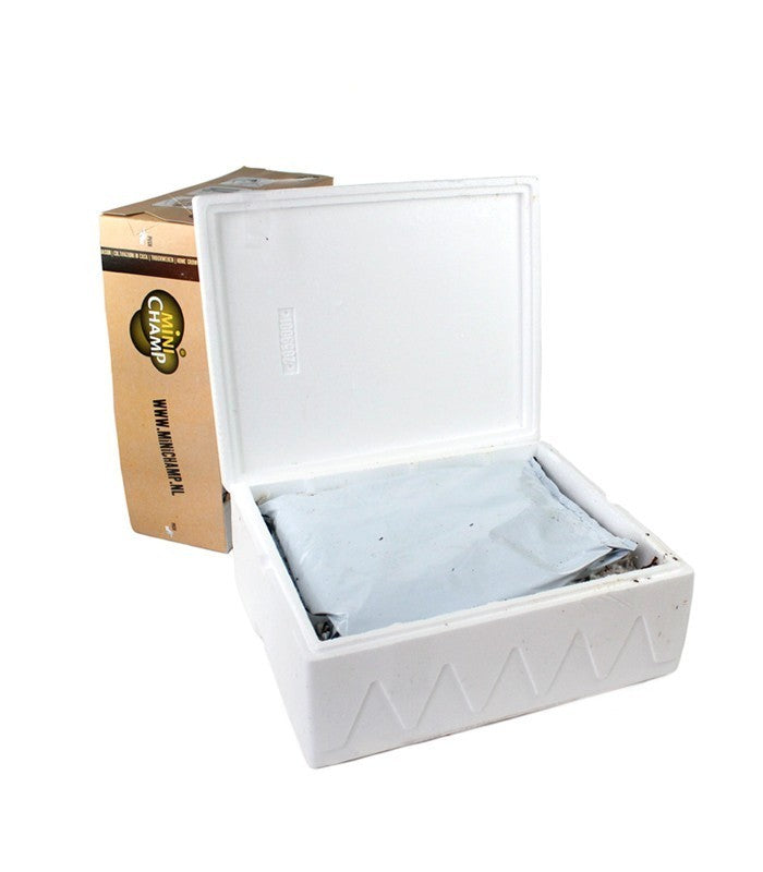 Kit fungo giallino
