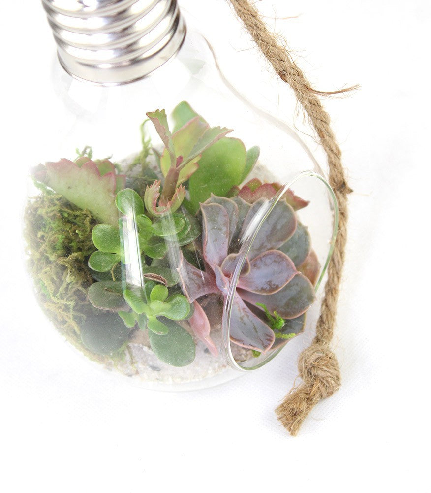 Lampadina Succulente