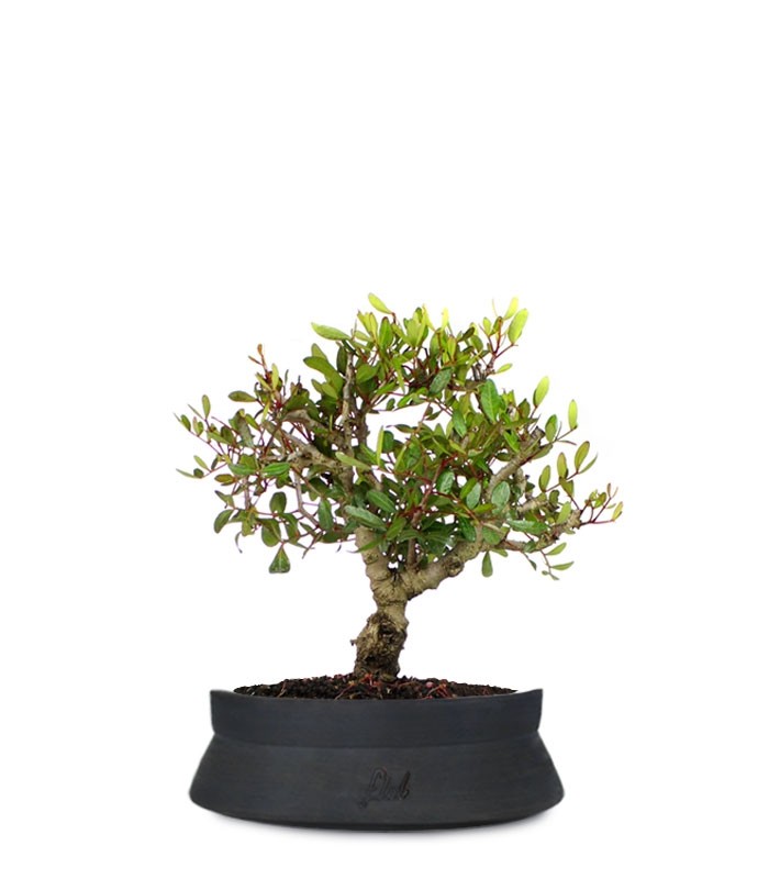 Lentisco alberello Bonsai