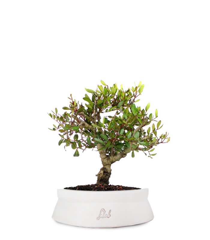 Lentisco alberello Bonsai