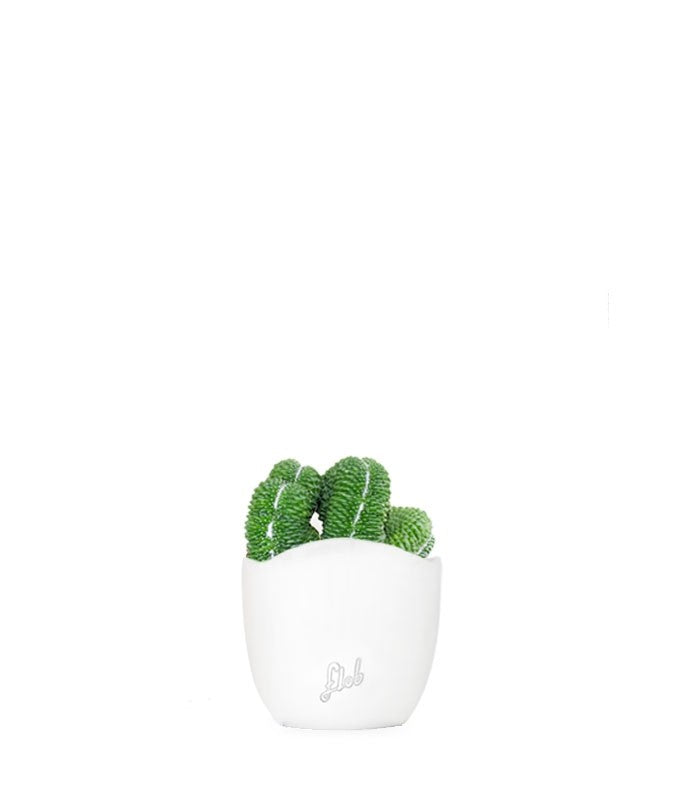 Mammillaria un pico Crestata