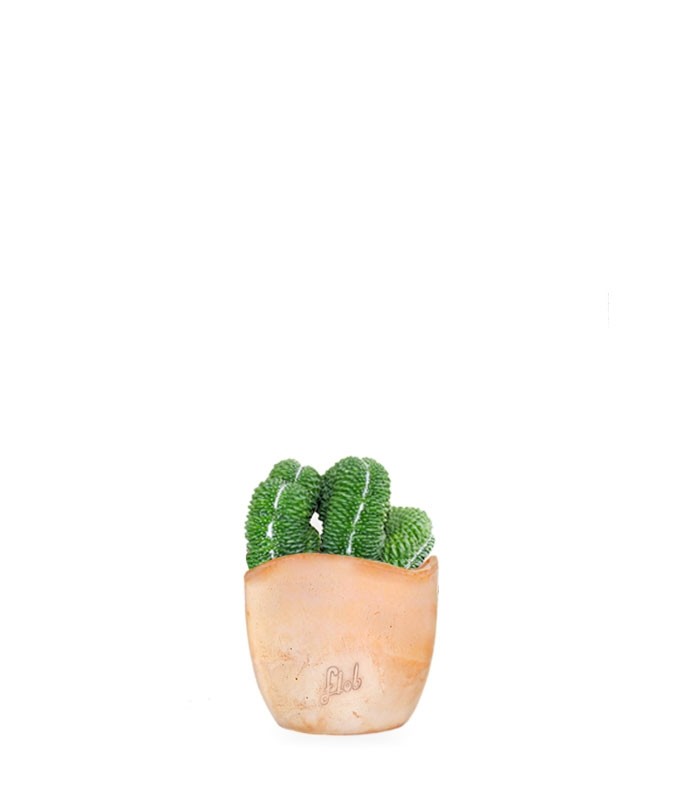 Mammillaria un pico Crestata