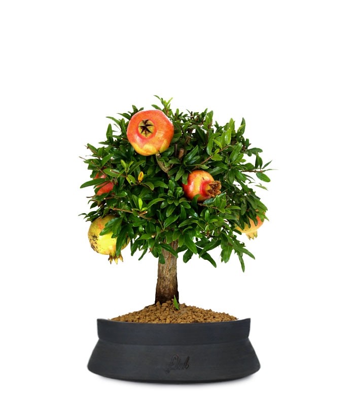 Melograno M Bonsai