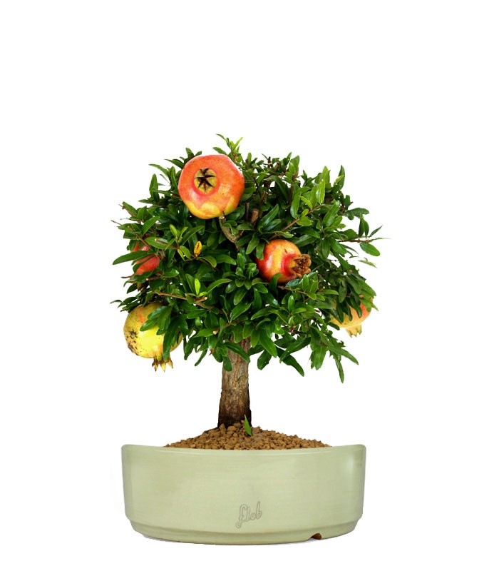 Melograno M Bonsai