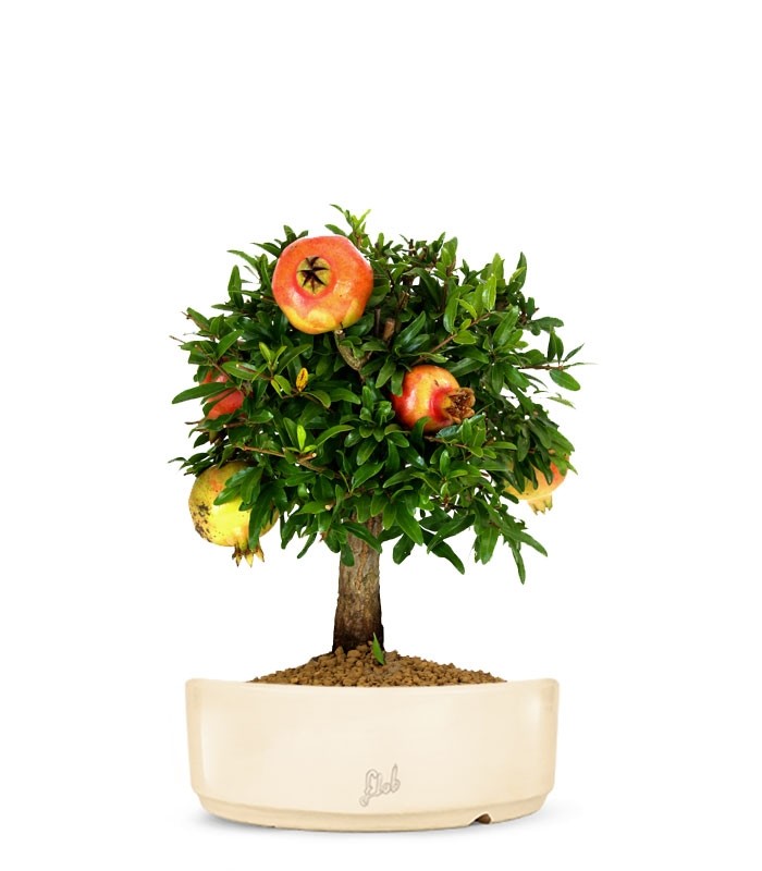 Melograno M Bonsai