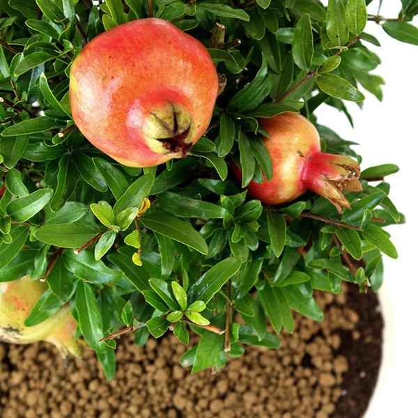 Melograno M Bonsai