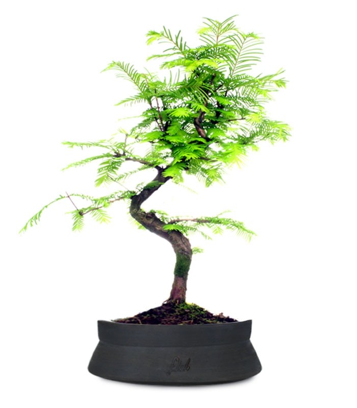 Metasequoia