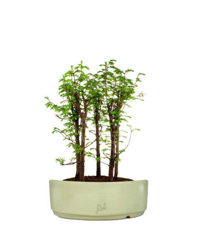 Metasequoia Boschetto L