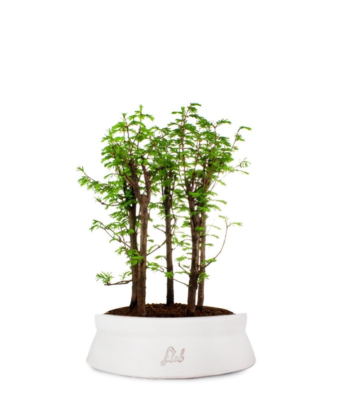 Metasequoia Boschetto L