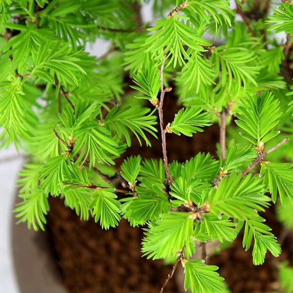 Metasequoia Boschetto L