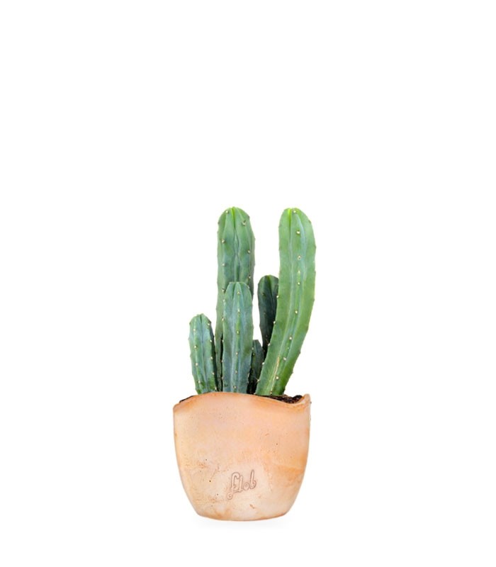 Myrtillocactus Geometrizans
