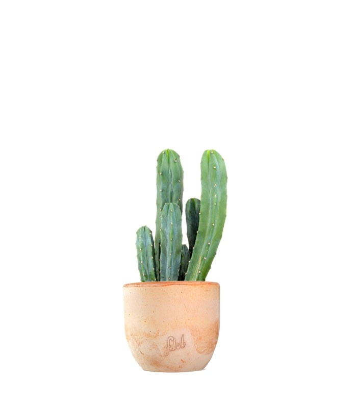 Myrtillocactus Geometrizans