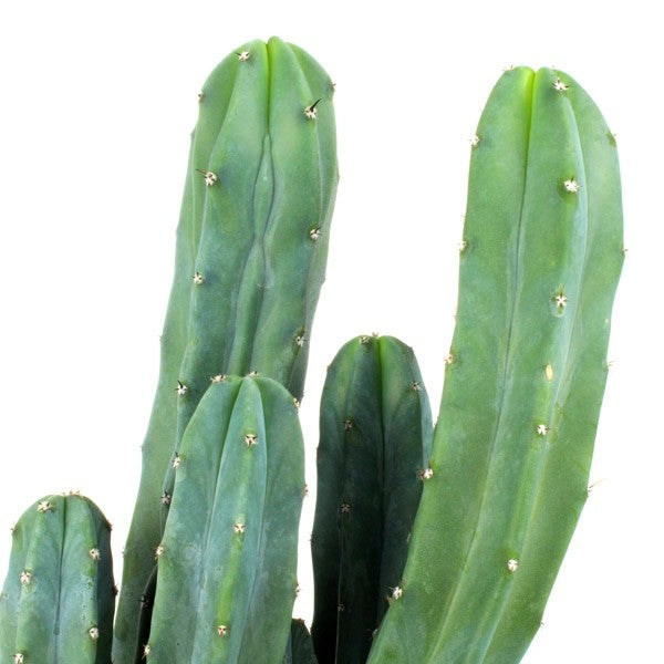 Myrtillocactus Geometrizans