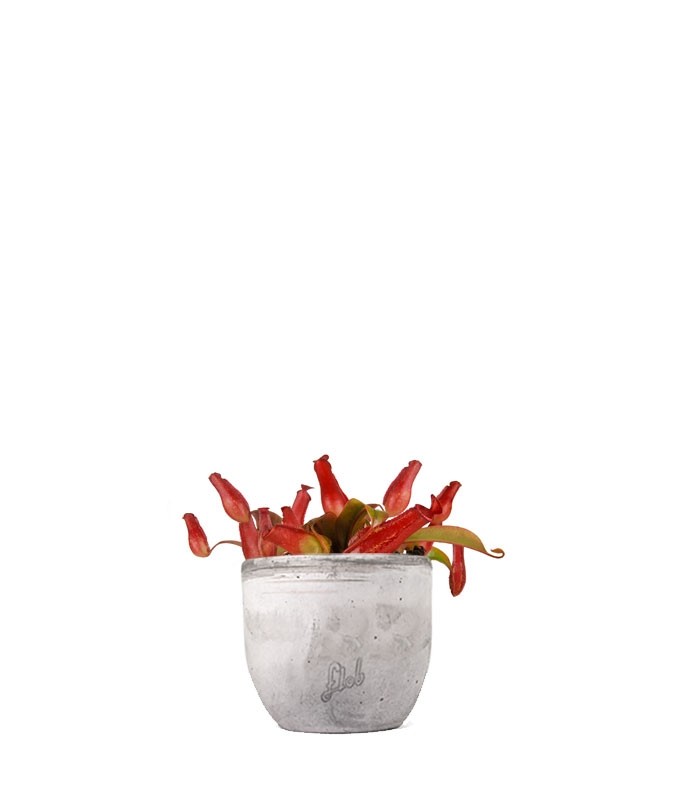 Nepenthes Bloody Mary