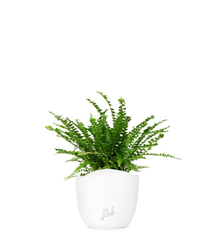 Nephrolepis Duffy