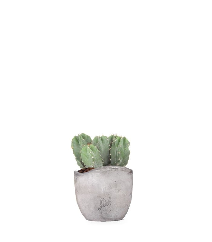 Notocactus