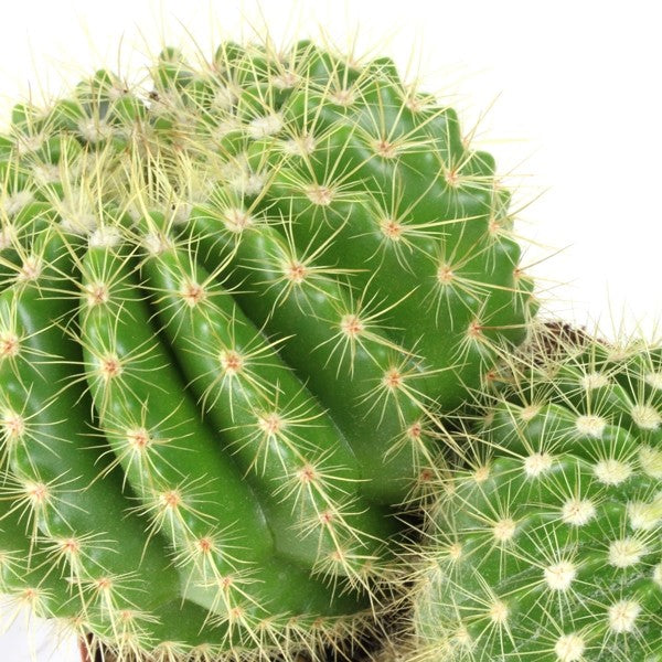 Notocactus