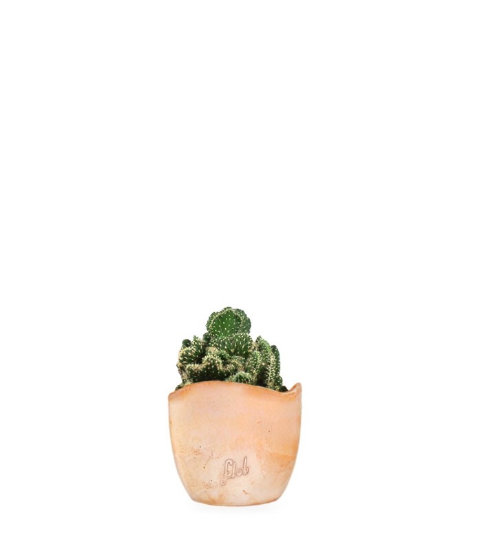 Opuntia cilindrica crestata